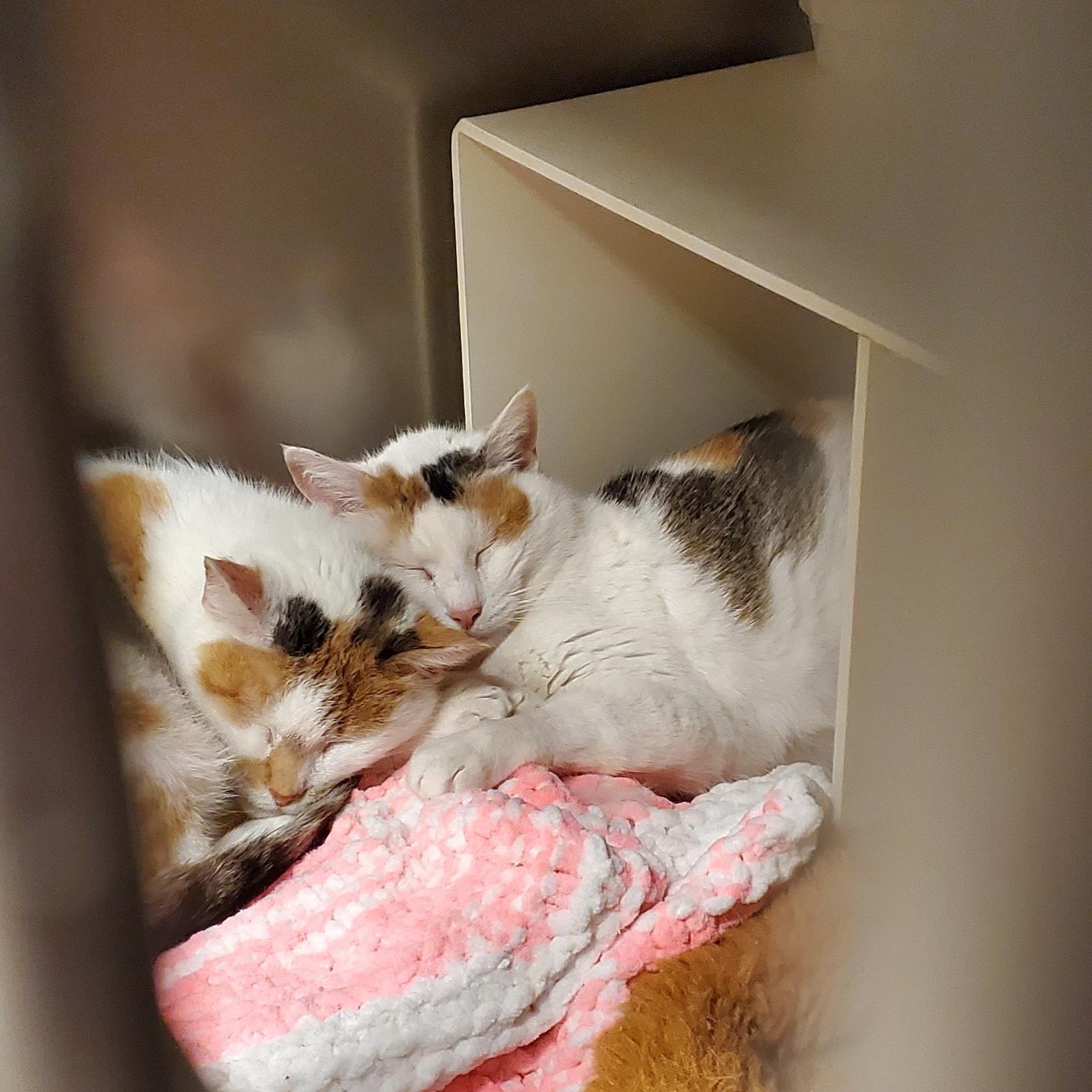 Rizzoli & Isles, bonded snugglebugs, a ADOPTABLE Domestic Short Hair in Lake Hopatcong, NJ image 3/5