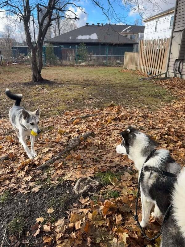 Enzo, Adoptable, Adult Male Mixed Breed.