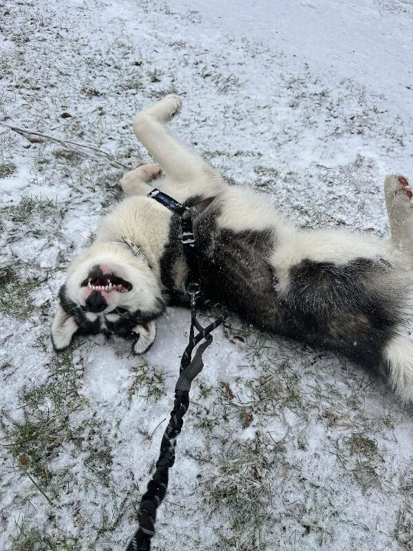 Enlarge Enzo, a Adoptable Mixed Breed in Athens, ON image 2/6