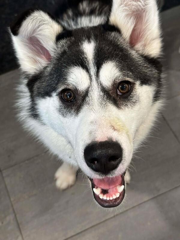 Enlarge Enzo, a Adoptable Mixed Breed in Athens, ON image 3/6