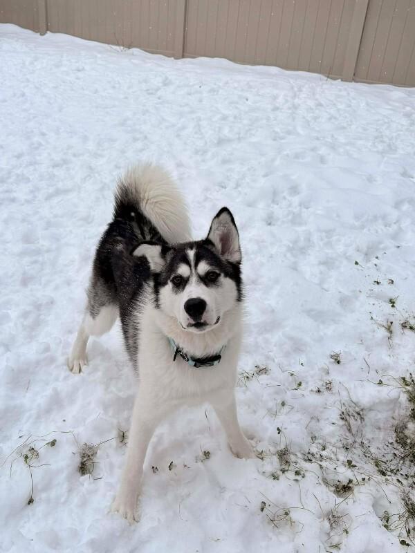 Enlarge Enzo, a Adoptable Mixed Breed in Athens, ON image 1/6
