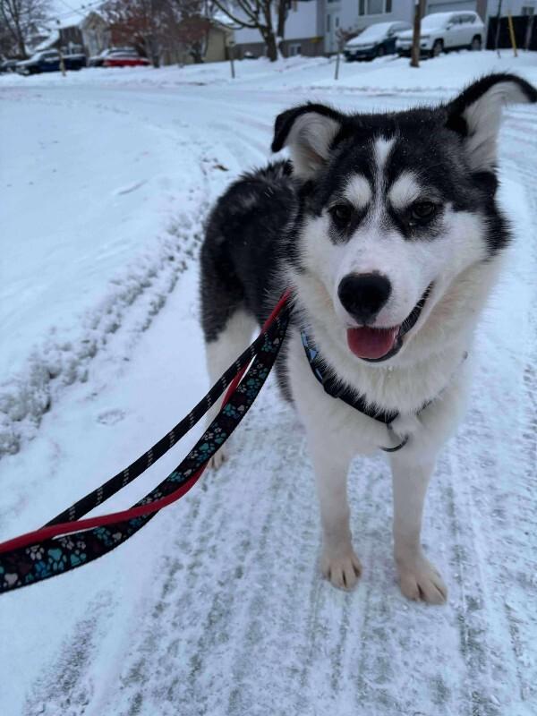 Enlarge Enzo, a Adoptable Mixed Breed in Athens, ON image 4/6