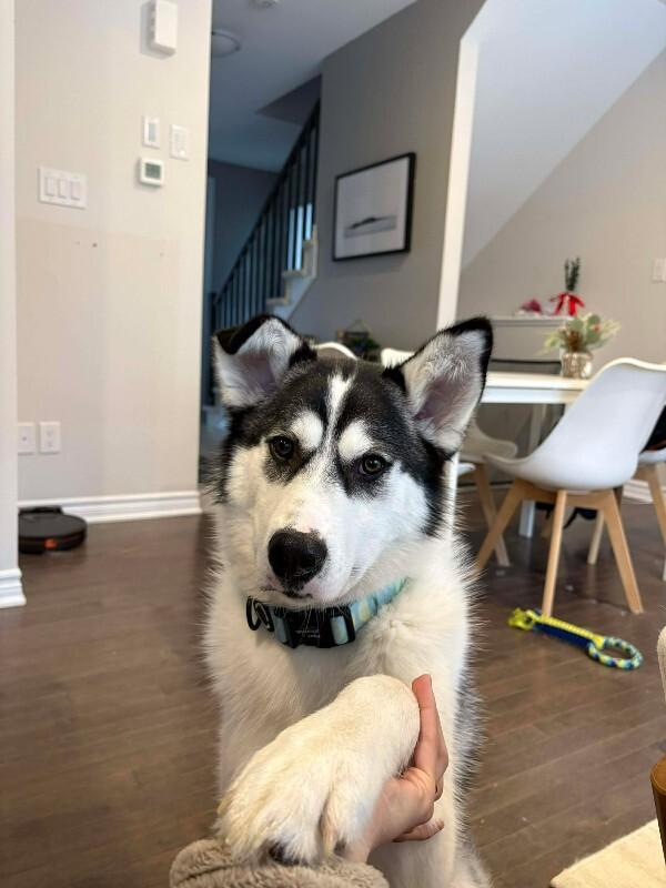 Enlarge Enzo, a Adoptable Mixed Breed in Athens, ON image 3/6