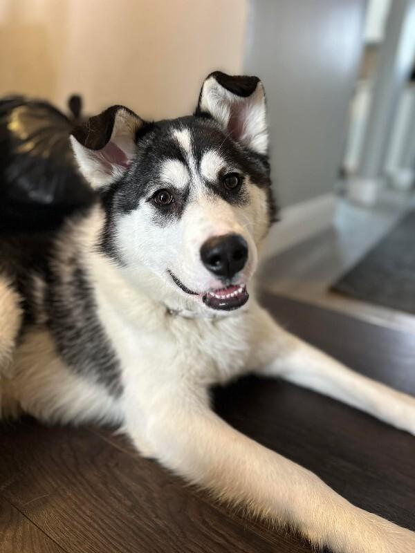 Enlarge Enzo, a Adoptable Mixed Breed in Athens, ON image 5/6