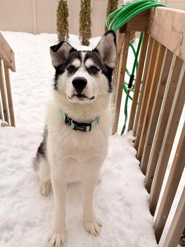 Enlarge Enzo, a Adoptable Mixed Breed in Athens, ON image 5/6