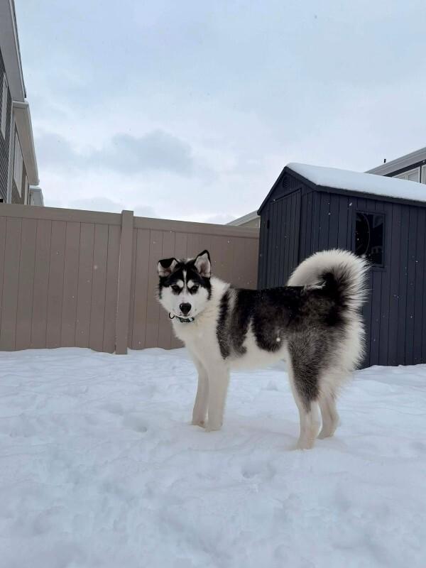 Enlarge Enzo, a Adoptable Mixed Breed in Athens, ON image 6/6