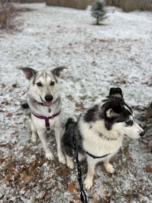 Enlarge Enzo, a Adoptable Mixed Breed in Athens, ON image 6/6