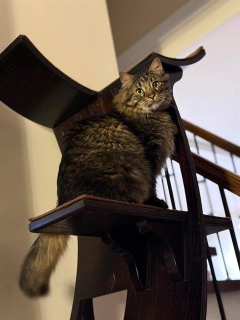 JUMBO JACK, Adoptable, Adult Male Domestic Medium Hair.