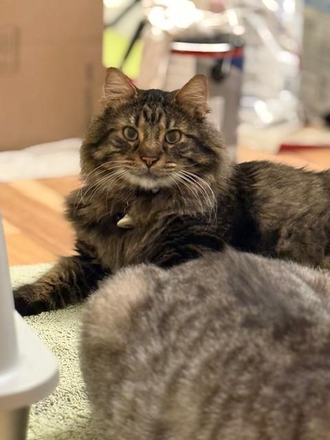 JUMBO JACK, Adoptable, Adult Male Domestic Medium Hair.