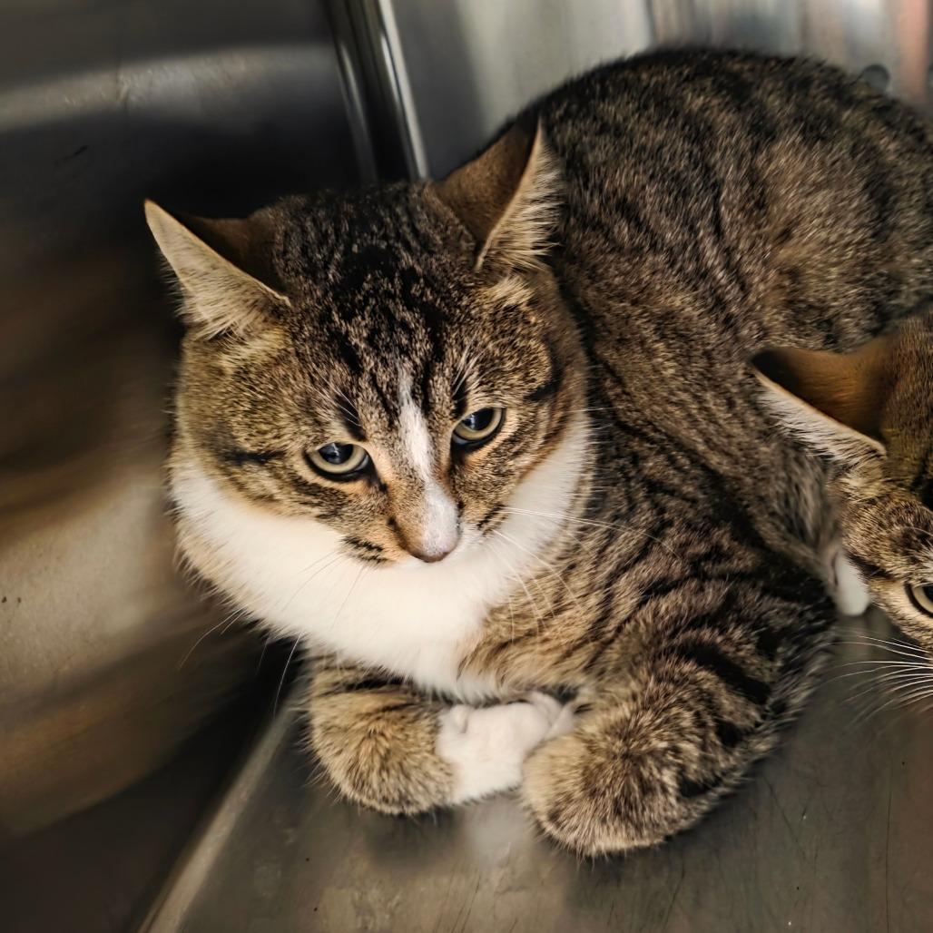 Max, Adoptable, Young Male Domestic Short Hair.