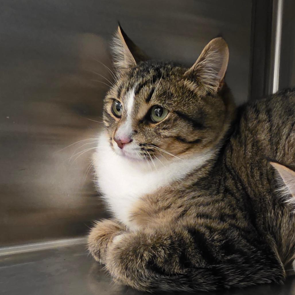 Enlarge Max, a Adoptable Domestic Short Hair in Port Townsend, WA image 2/3