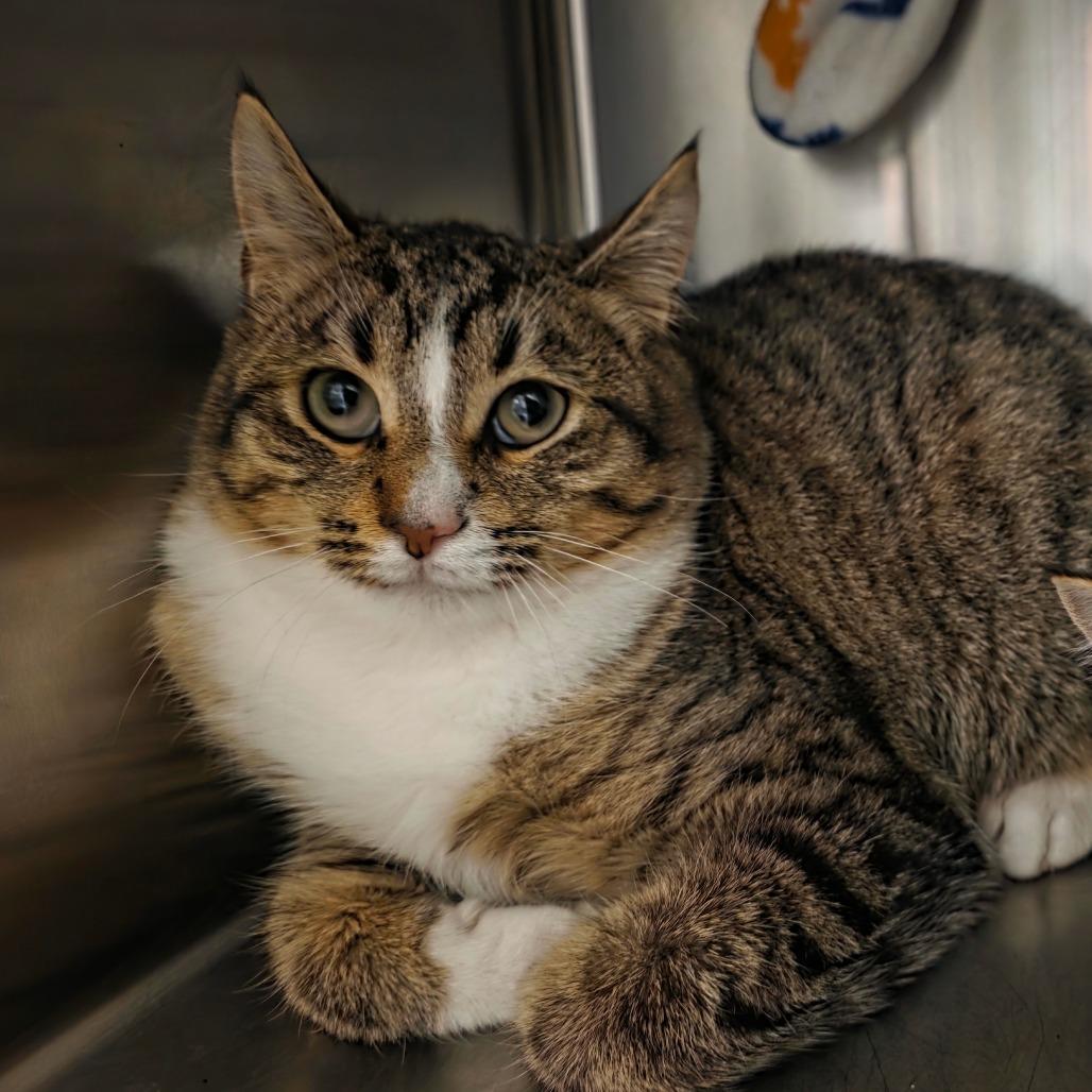 Enlarge Max, a Adoptable Domestic Short Hair in Port Townsend, WA image 3/3