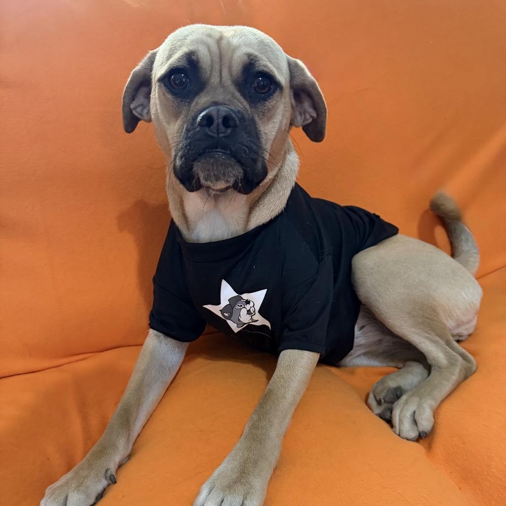 Marmaduke, Adoptable, Young Female Pug & Mixed Breed.