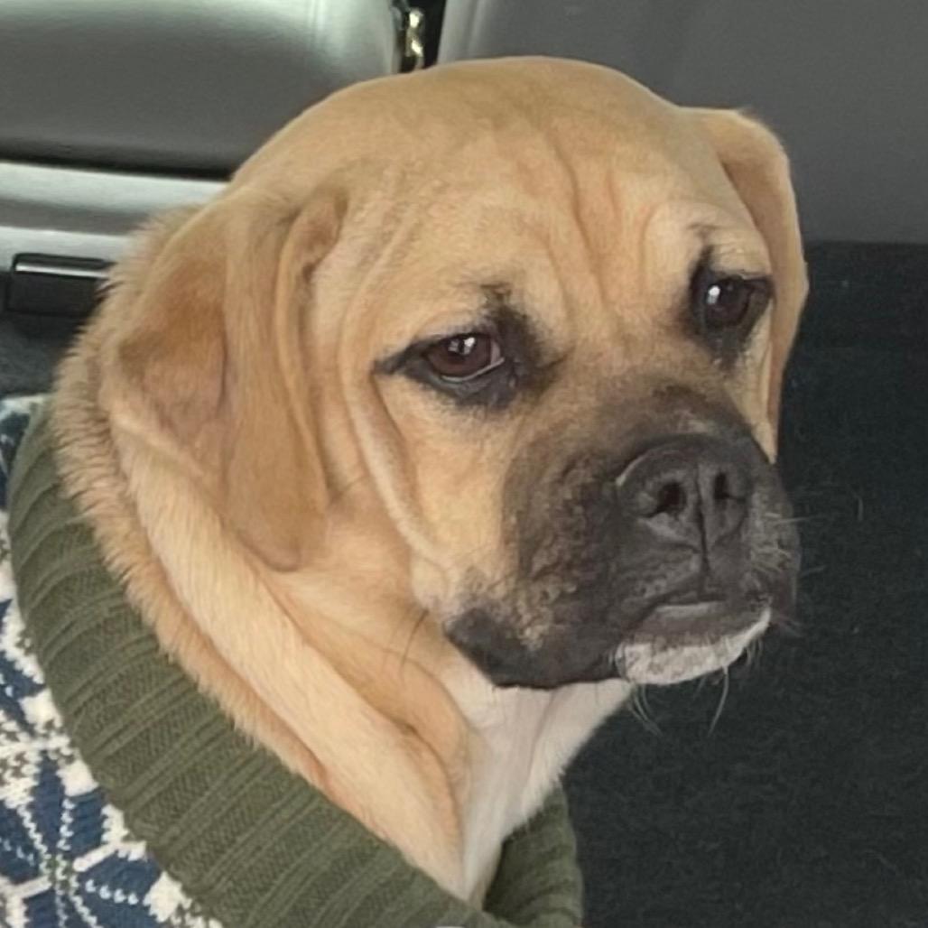 Enlarge Marmaduke, a Adoptable mixed breed in Farmersville, OH image 3/5