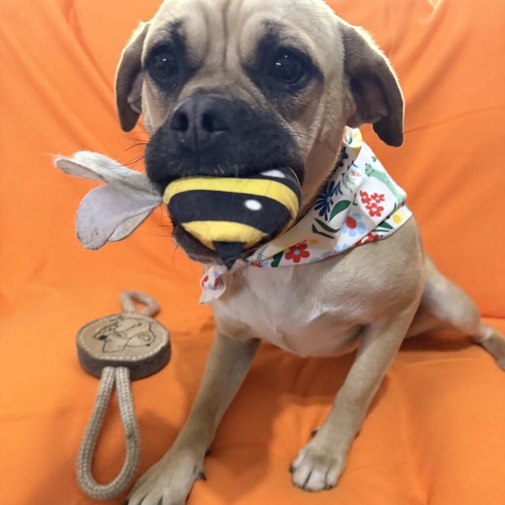 Enlarge Marmaduke, a Adoptable mixed breed in Farmersville, OH image 4/5
