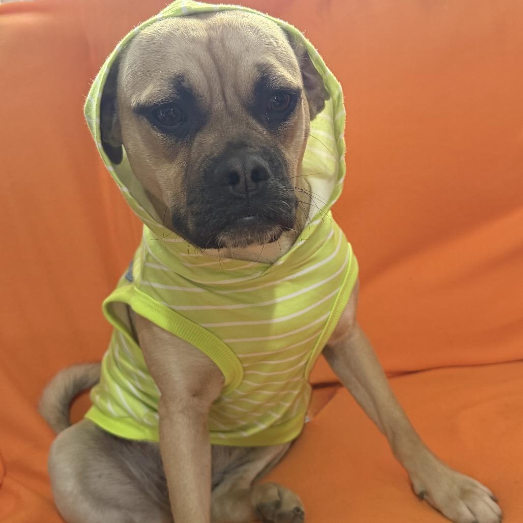 Enlarge Marmaduke, a Adoptable mixed breed in Farmersville, OH image 5/5