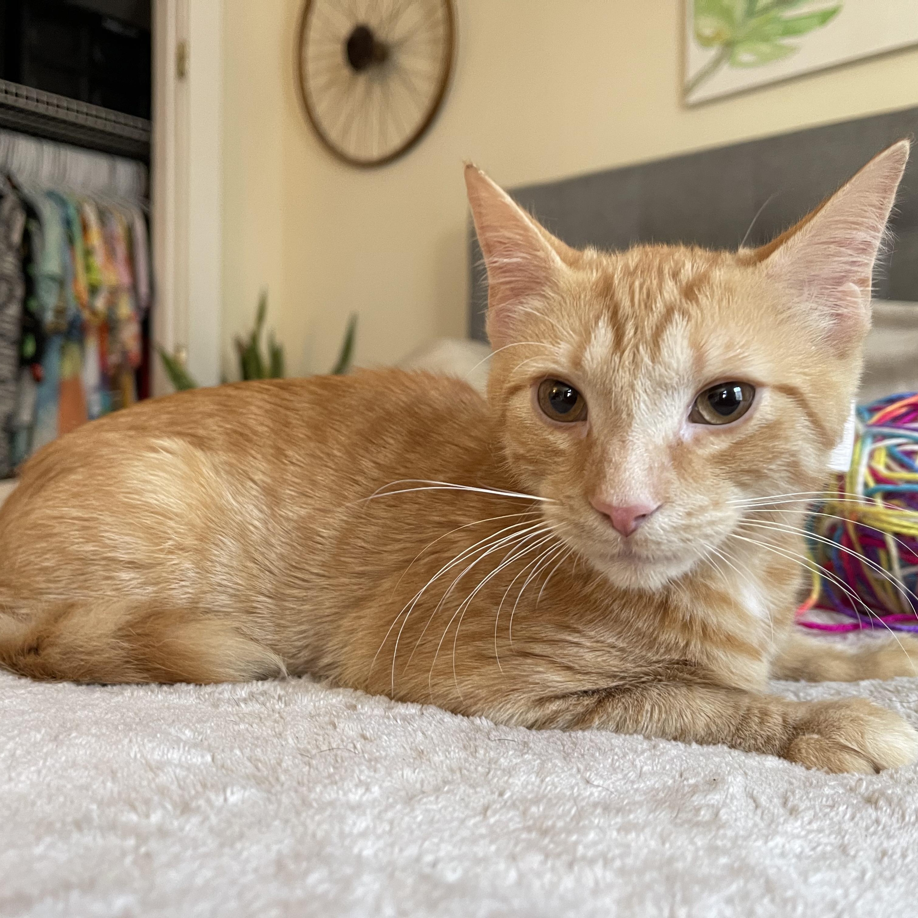 Ember, a Adoptable mixed breed in Scranton, PA image 1/4