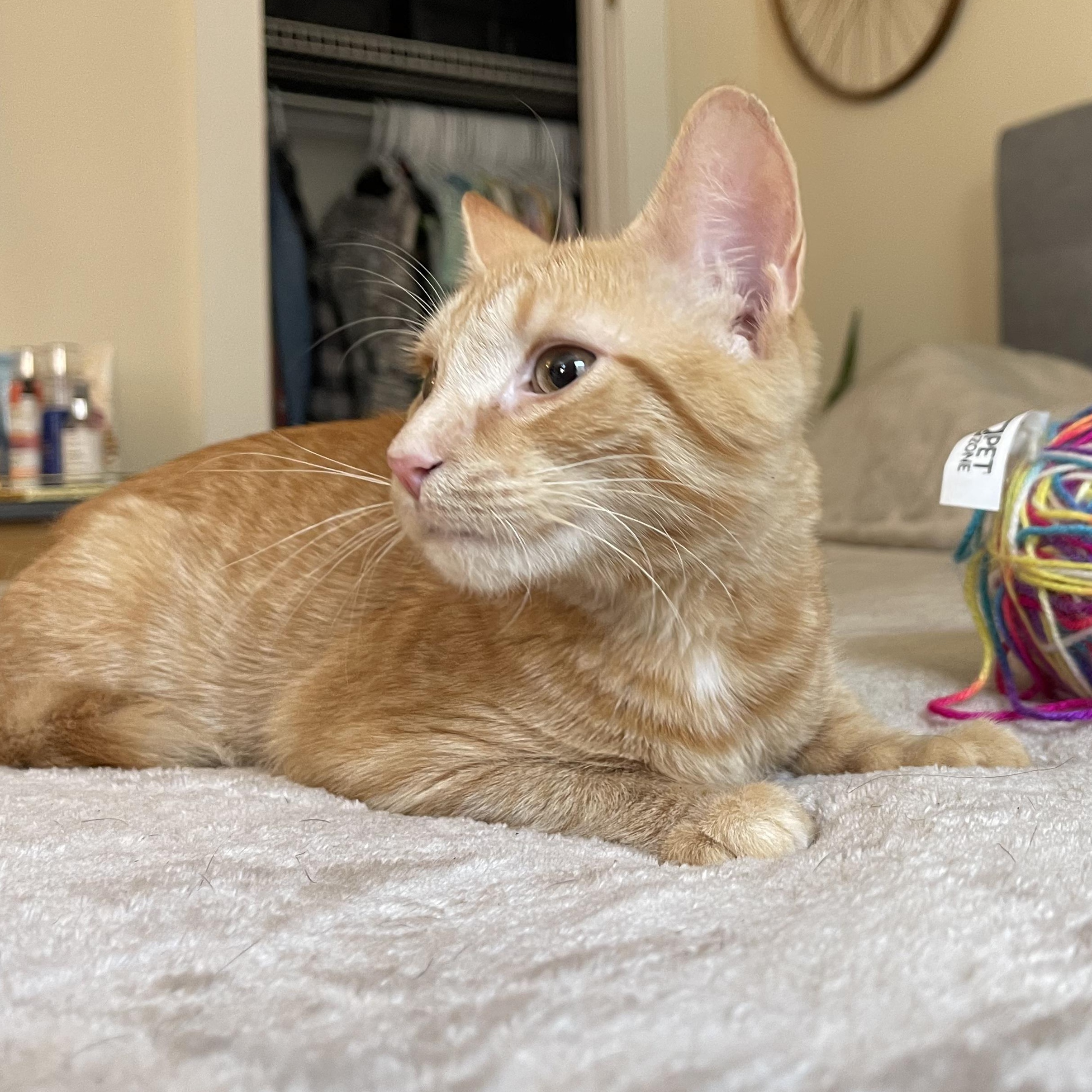 Ember, a Adoptable mixed breed in Scranton, PA image 2/4