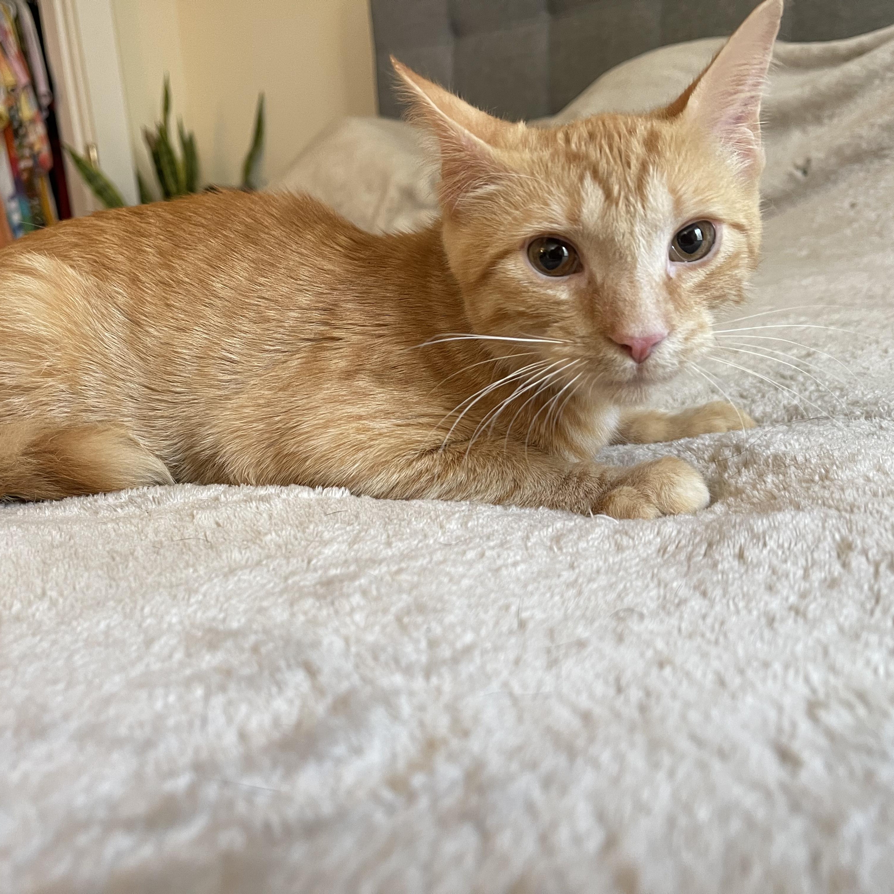 Ember, a Adoptable mixed breed in Scranton, PA image 3/4