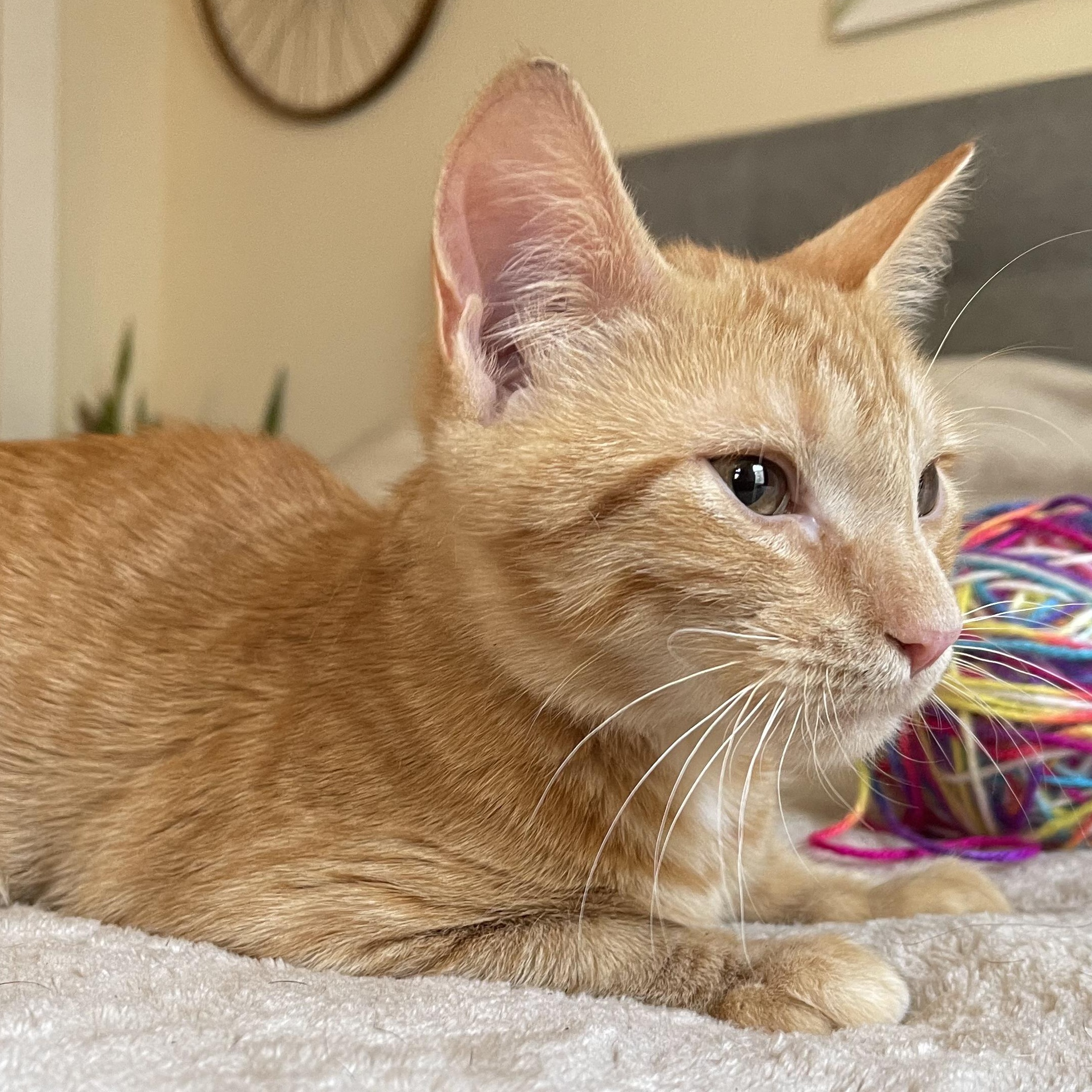 Ember, a Adoptable mixed breed in Scranton, PA image 4/4