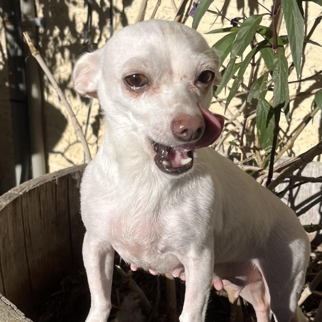 Enlarge Ivory, a Adoptable mixed breed in Las Vegas, NV image 1/2