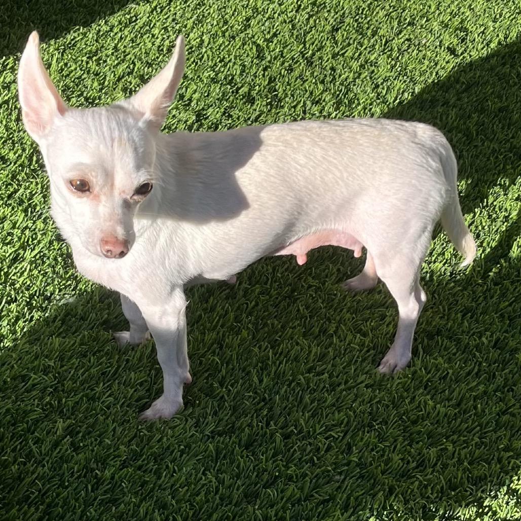 Enlarge Ivory, a Adoptable mixed breed in Las Vegas, NV image 2/2