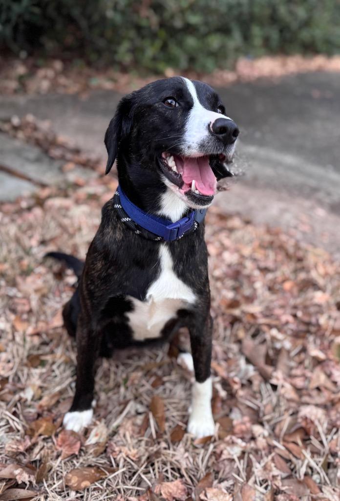 Jackie, Adoptable, Young Female Beagle.