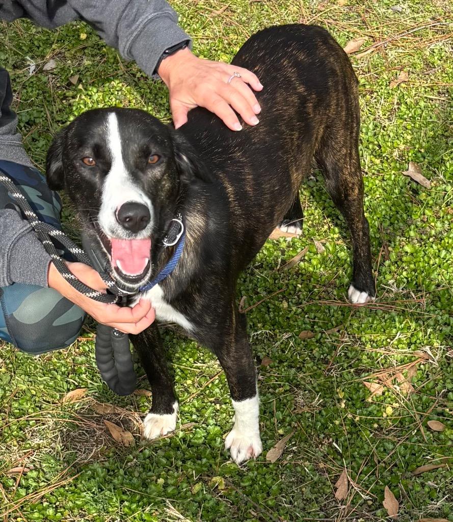 Enlarge Jackie, a Adoptable mixed breed in Little Rock, AR image 2/6