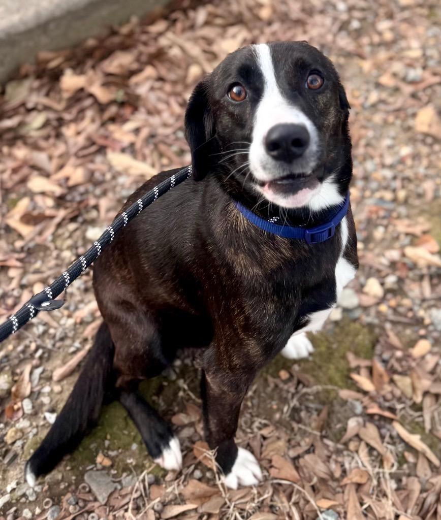 Enlarge Jackie, a Adoptable mixed breed in Little Rock, AR image 3/6