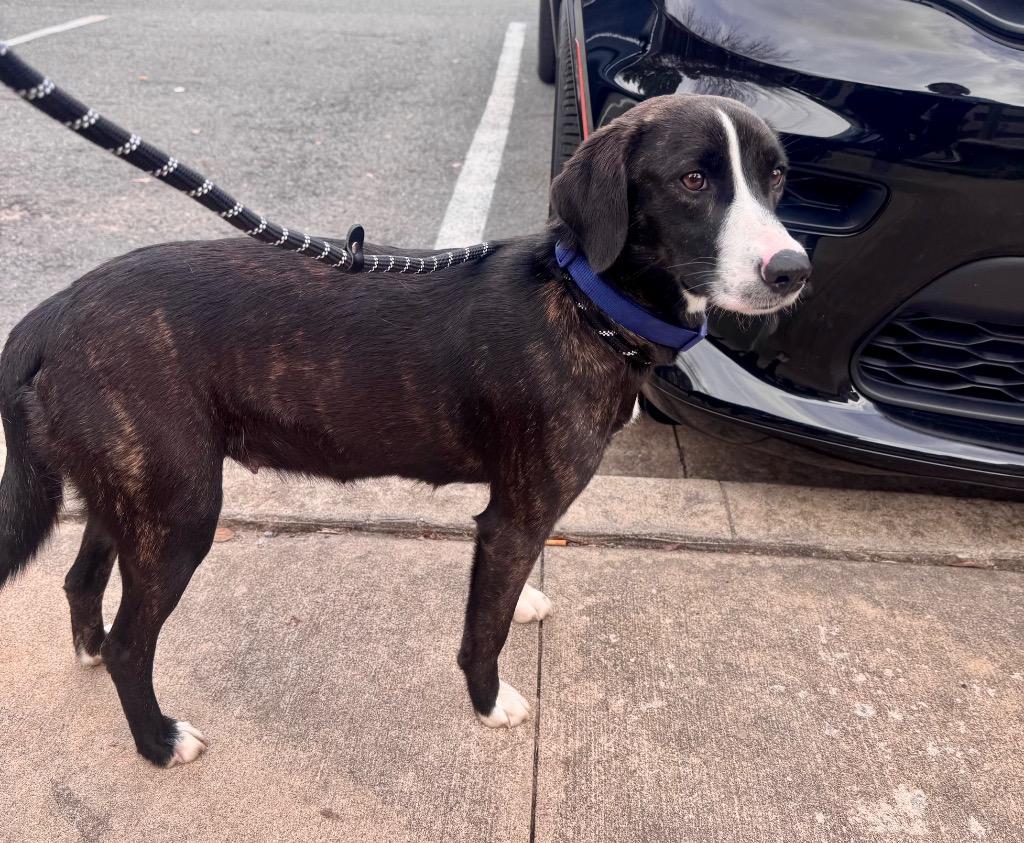 Enlarge Jackie, a Adoptable mixed breed in Little Rock, AR image 4/6