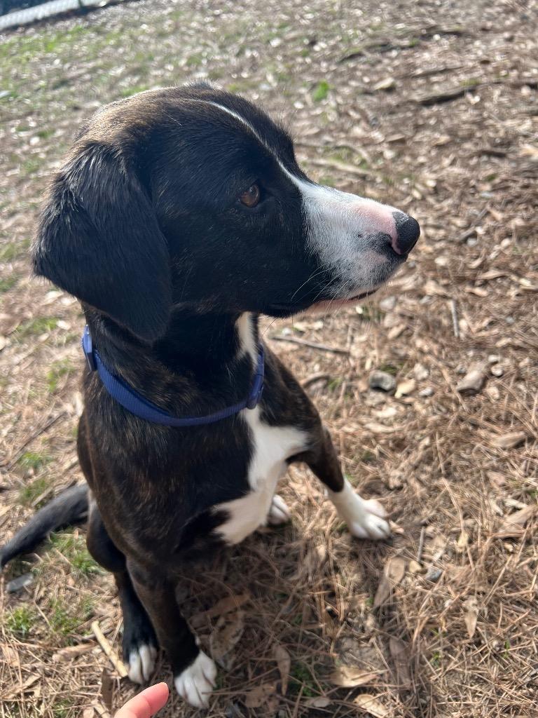 Enlarge Jackie, a Adoptable mixed breed in Little Rock, AR image 5/6