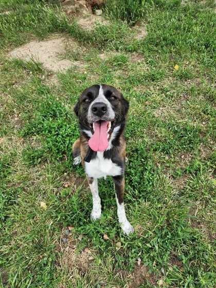 Enlarge Monkey, a Adoptable Border Collie in Didsbury, AB image 1/3