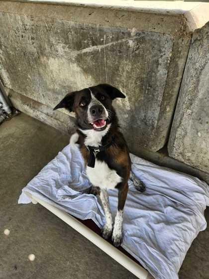 Enlarge Monkey, a Adoptable Border Collie in Didsbury, AB image 2/3