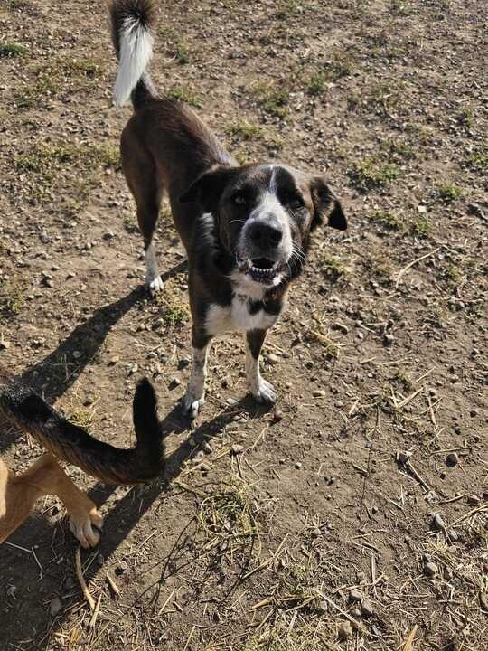 Enlarge Monkey, a Adoptable Border Collie in Didsbury, AB image 3/3