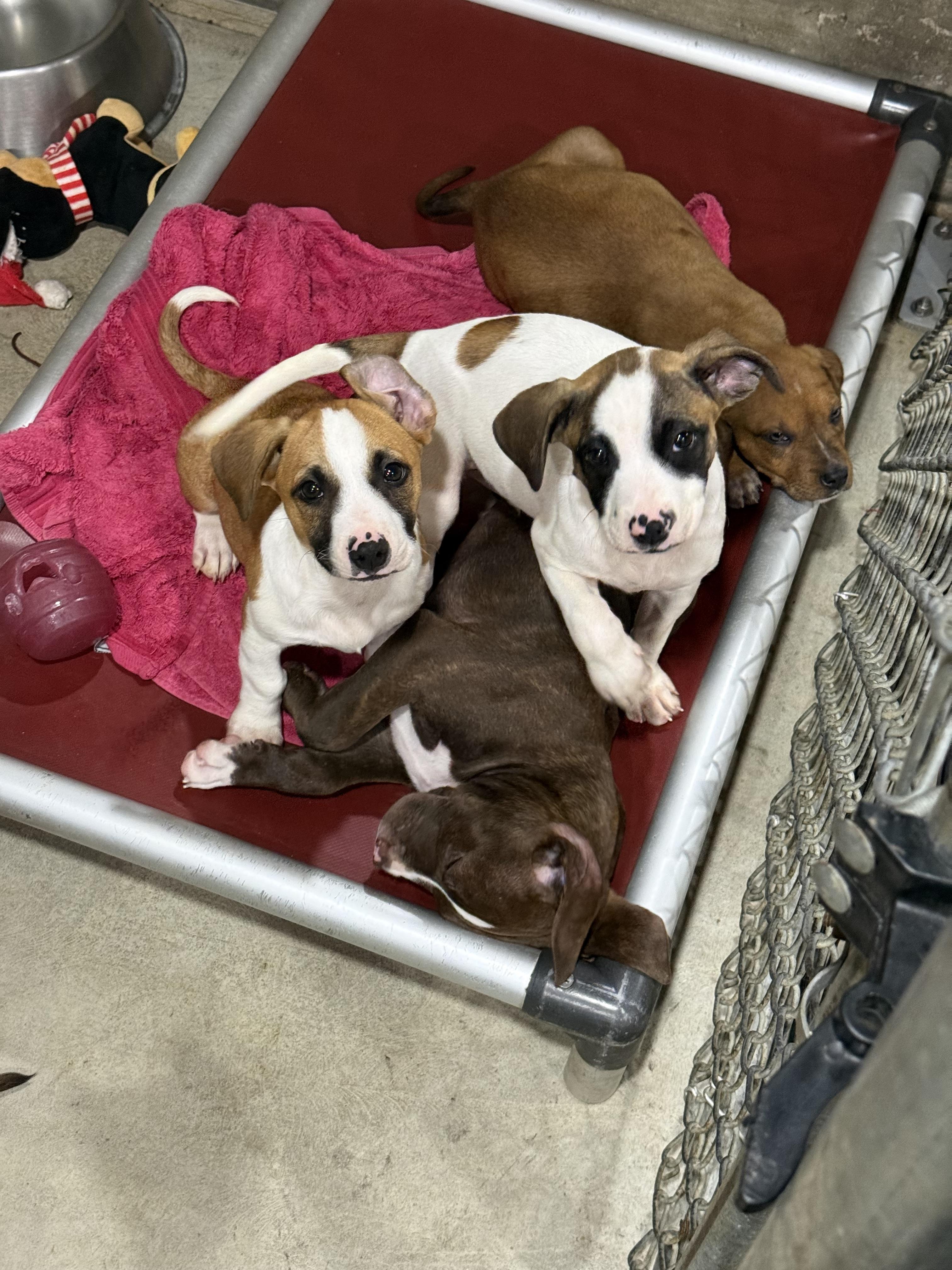 Enlarge Anabelles pups, a Adoptable mixed breed in Hiawatha, KS image 3/5