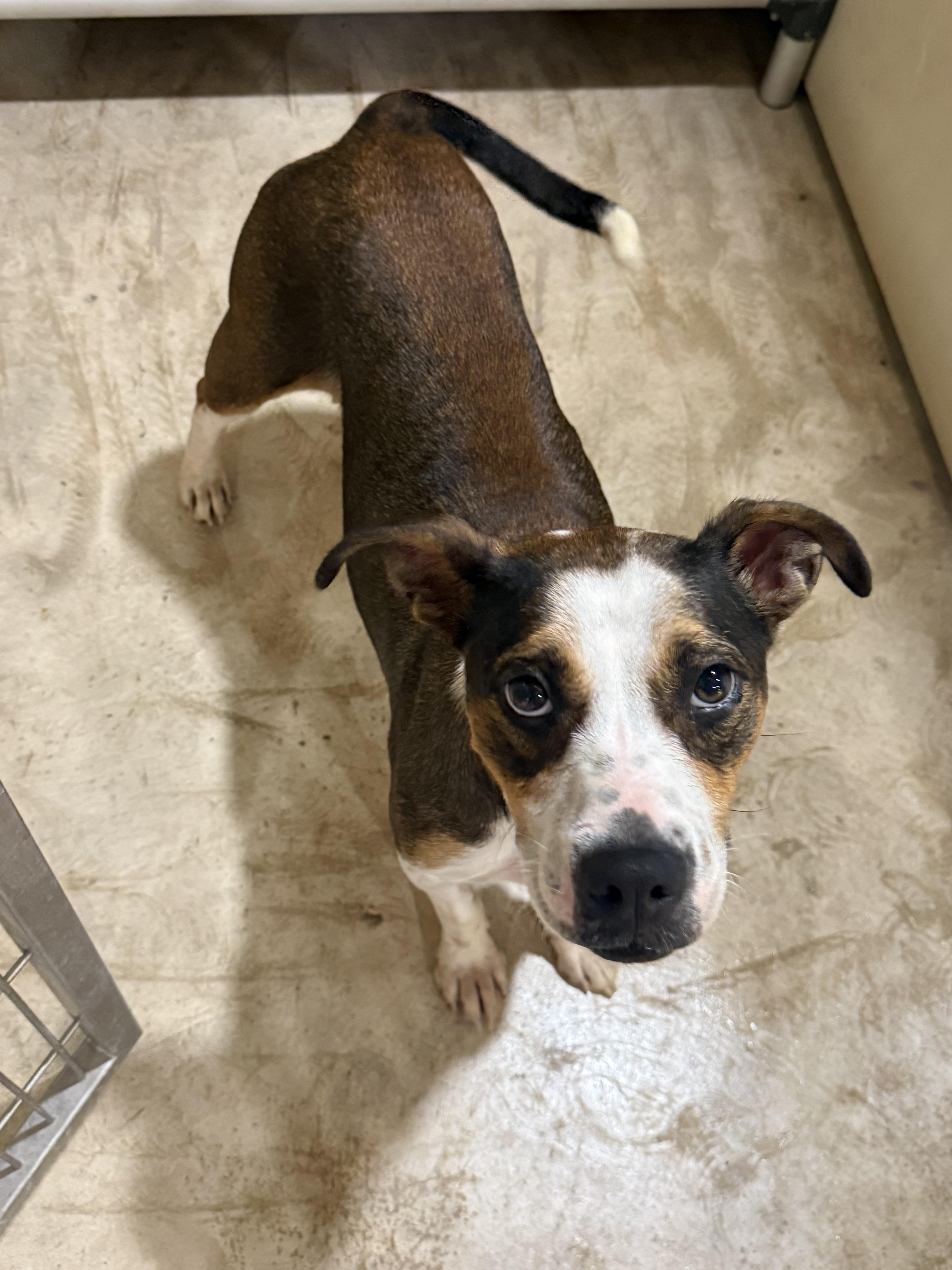 Enlarge Anabelles pups, a Adoptable mixed breed in Hiawatha, KS image 5/5
