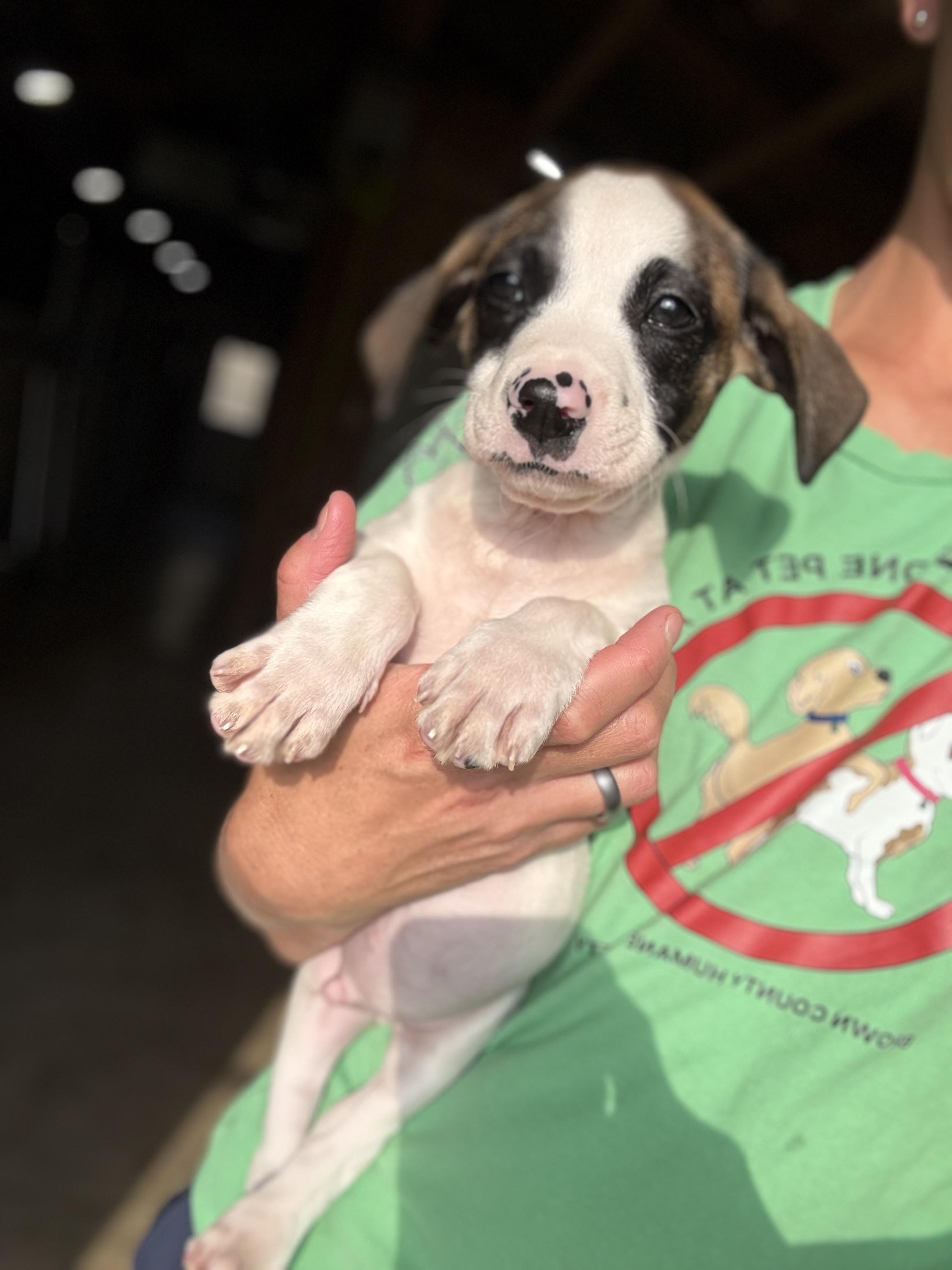 Enlarge Anabelles pups, a Adoptable mixed breed in Hiawatha, KS image 2/5
