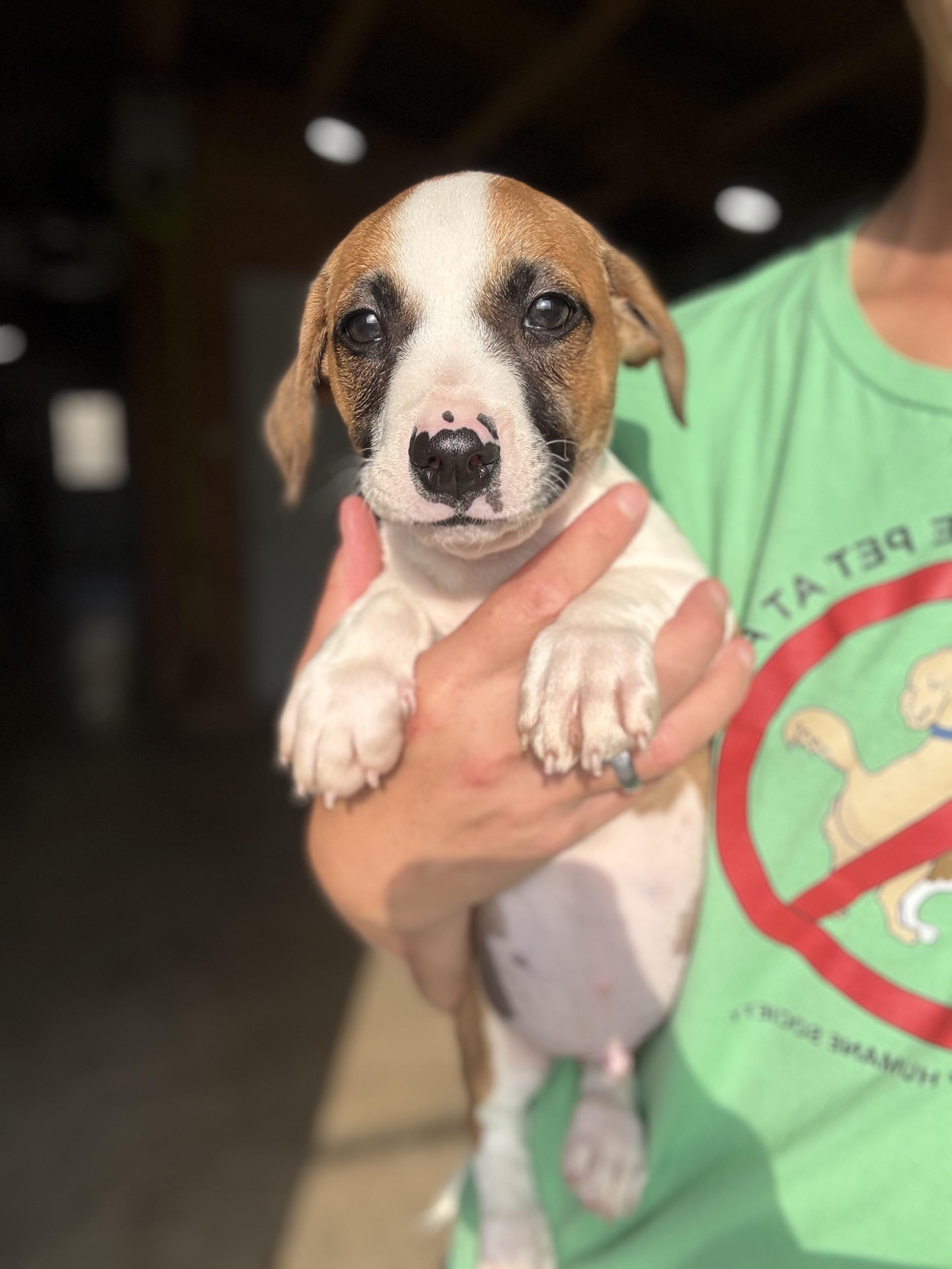 Enlarge Anabelles pups, a Adoptable mixed breed in Hiawatha, KS image 1/5