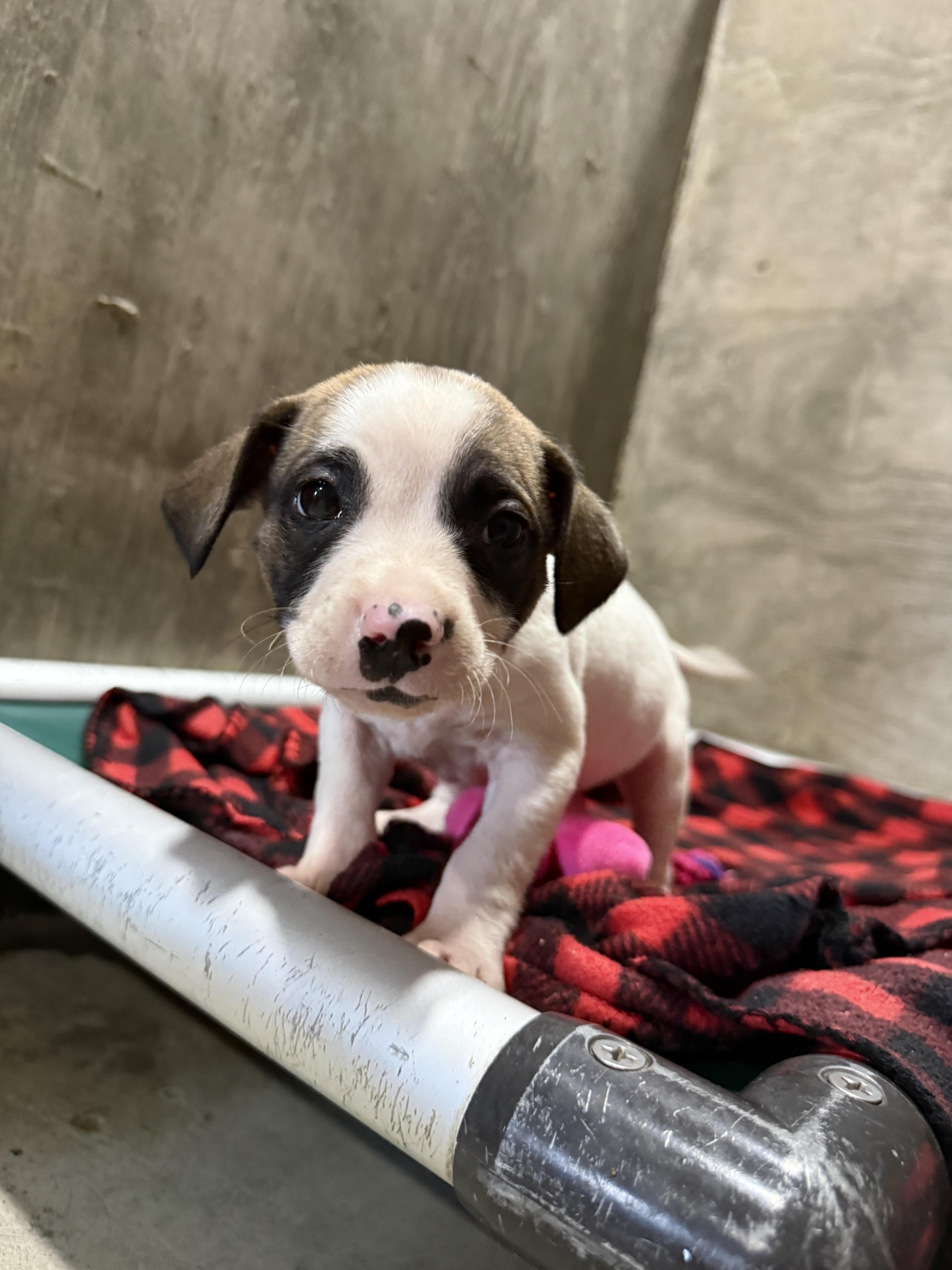 Enlarge Anabelles pups, a Adoptable mixed breed in Hiawatha, KS image 4/5