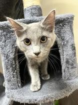 Enlarge Yin 51871, an adopted Domestic Short Hair in Oklahoma City, OK image 3/3