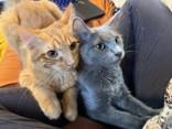 Enlarge Yin 51871, an adopted Domestic Short Hair in Oklahoma City, OK image 2/3