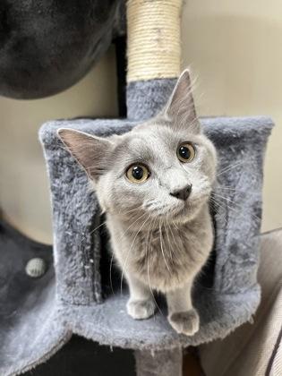 Enlarge Yin 51871, an adopted Domestic Short Hair in Oklahoma City, OK image 1/3