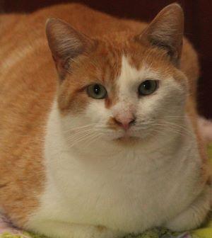 Mr. Bones, Adoptable, Adult Male Domestic Short Hair.