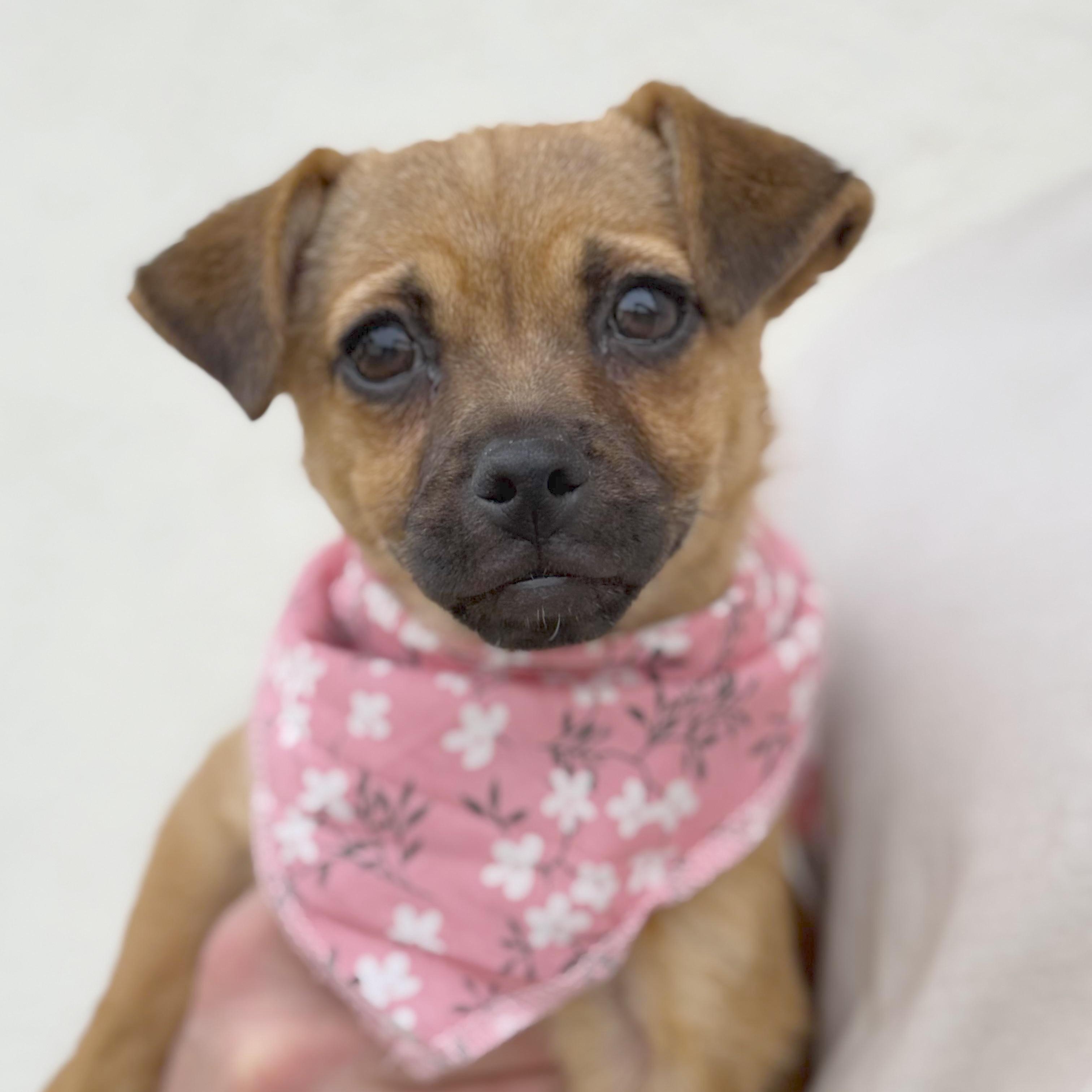 Little Mouse, ADOPTABLE, Puppy Female Puggle & Chihuahua.