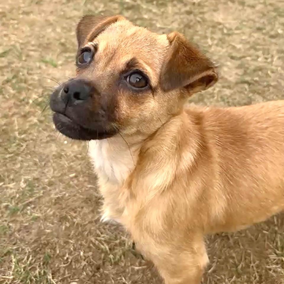 Little Mouse, a ADOPTABLE mixed breed in Sun Valley, CA image 3/6