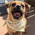 Little Mouse, ADOPTABLE, Puppy Female Puggle & Chihuahua.