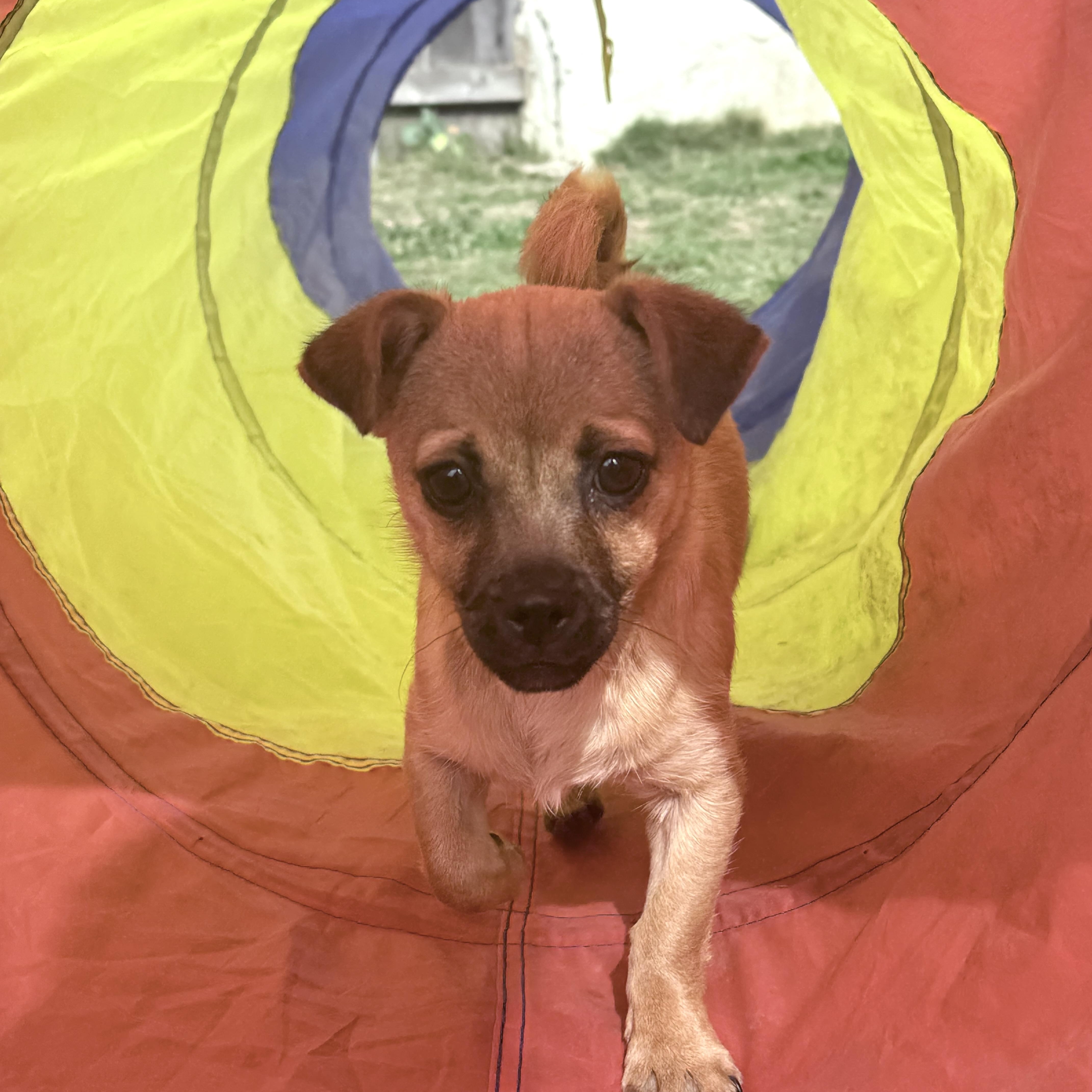 Little Mouse, a ADOPTABLE mixed breed in Sun Valley, CA image 6/6