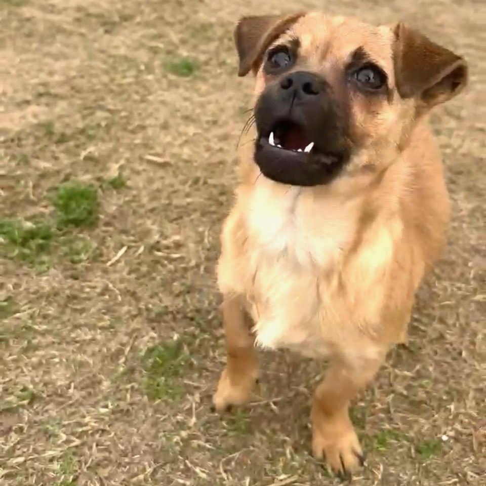 Little Mouse, a ADOPTABLE mixed breed in Sun Valley, CA image 4/6