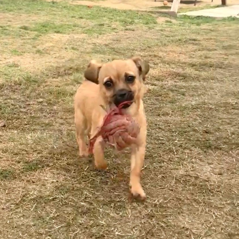 Little Mouse, a ADOPTABLE mixed breed in Sun Valley, CA image 2/6