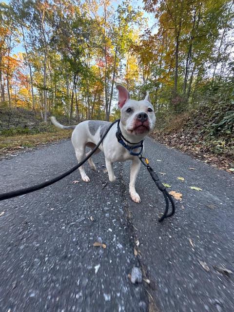 Enlarge Annie, a Adoptable Pit Bull Terrier in Hummelstown, PA image 1/5